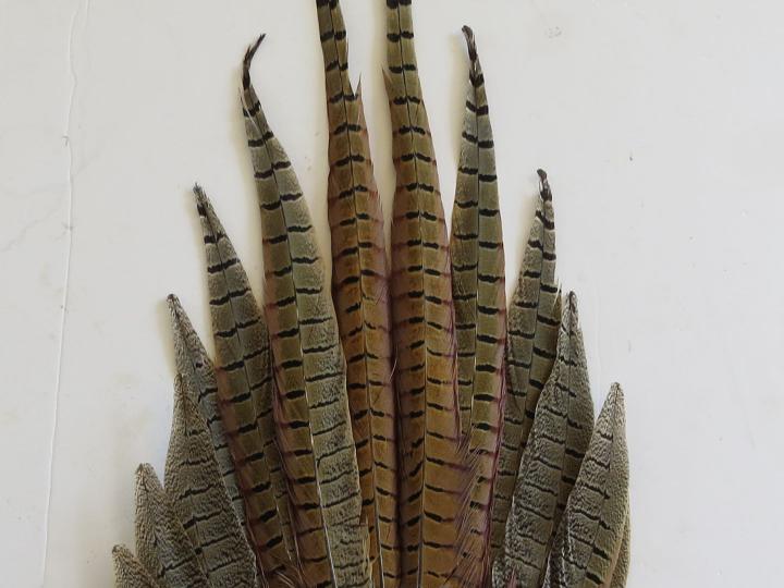 Pheasant Tail Fan