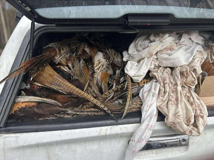 pheasants_in_boot.jpg