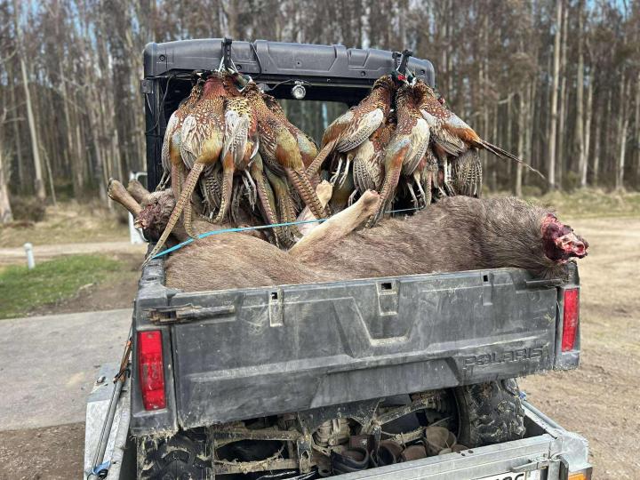 pheasants_on_polaris.jpg