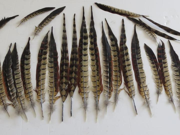 Reeve's pheasant tail feathers