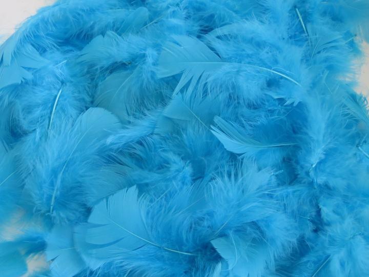 Aqua turkey plumage bulk