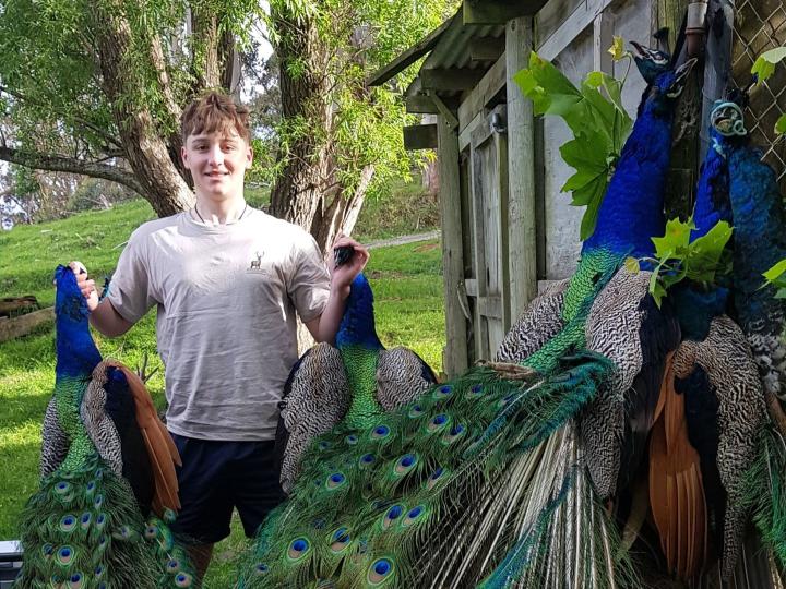 A few peacocks to take home