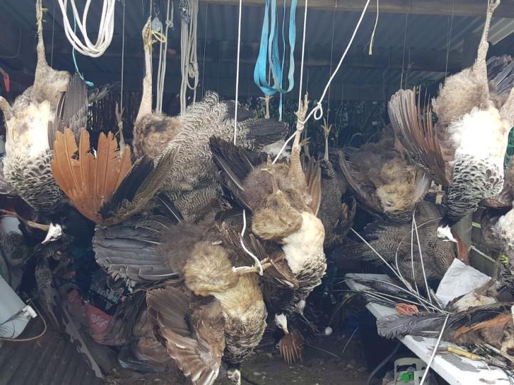 A big load of birds to process