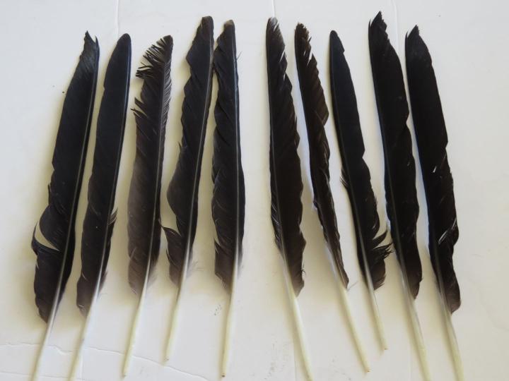 Magpie primary wing feathers