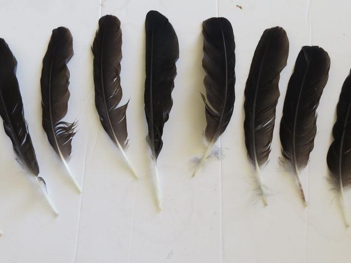 Magpie secondary wing feathers