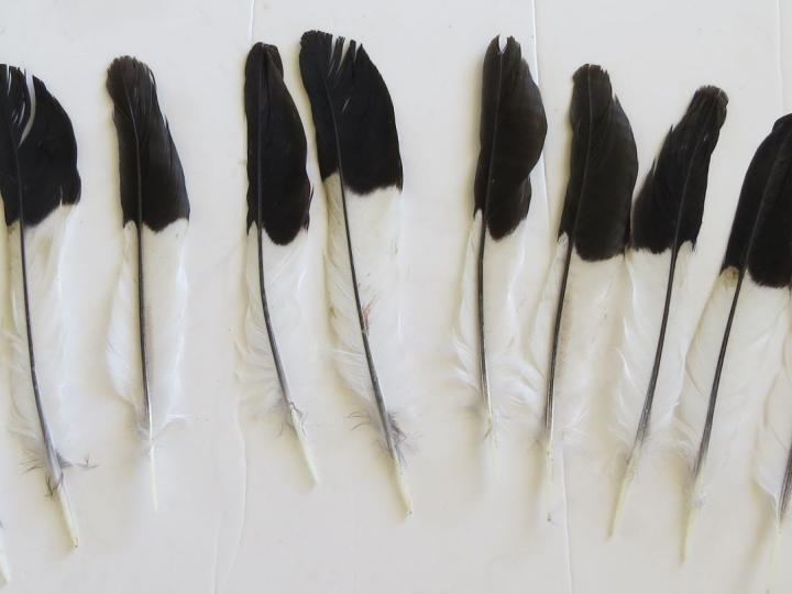 Magpie Tail Feathers