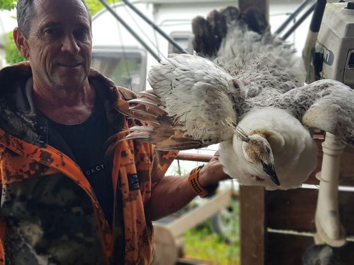 Shane with an albino peahen