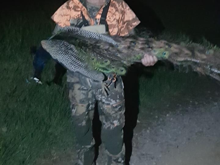 Shane with a big peacock