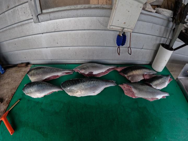 We kept a few of the kahawai too