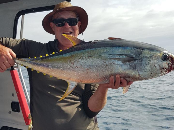 Yellowfin on a stick bait
