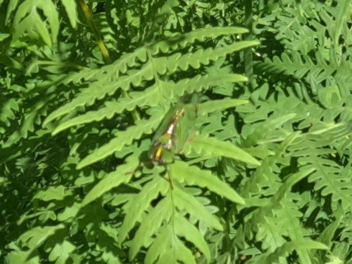 Check out this cicada