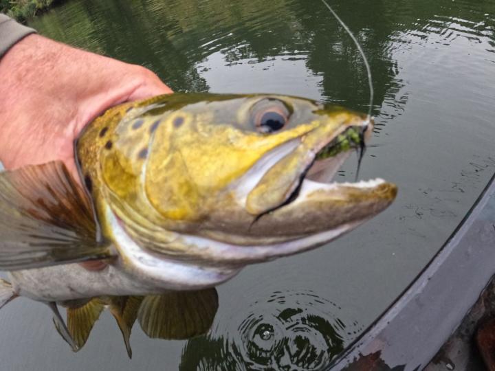 Brown on an olive and black bugger