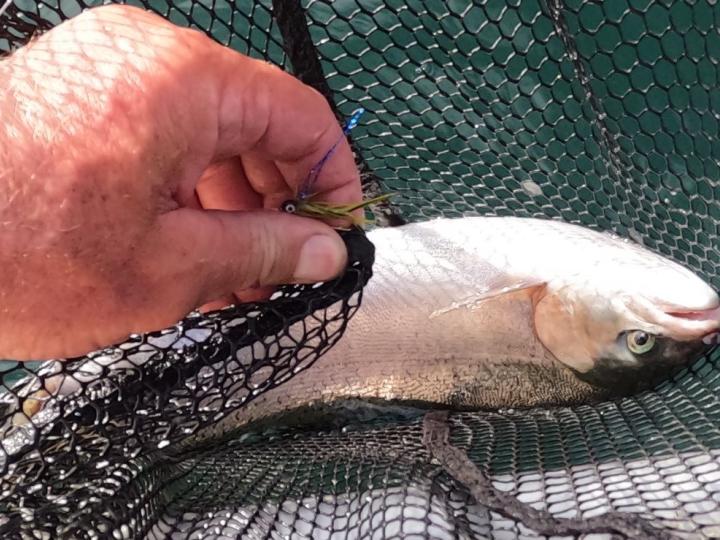 Grant's Jigging Smelt