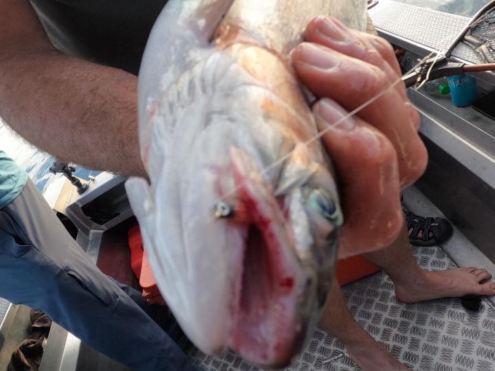 Red Setter Jigging Smelt