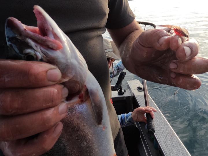 Taupo Tiger Jigging Smelt