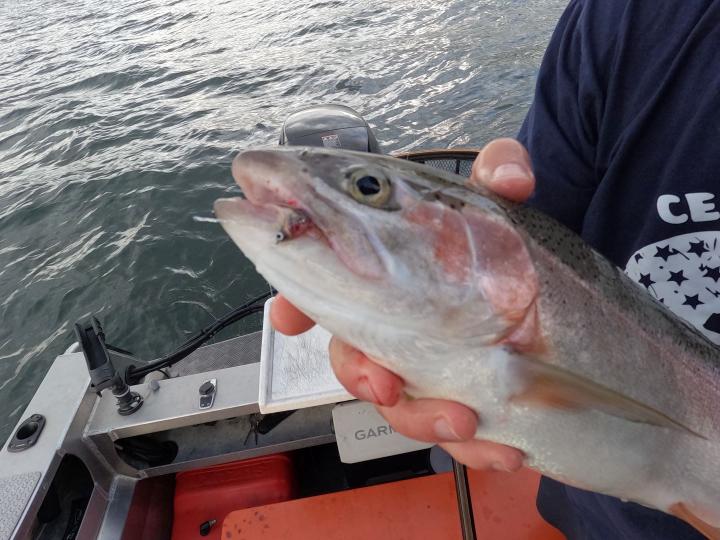 Short shank Taupo Tiger jigging smelt