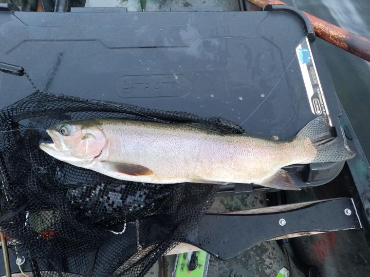 Bead head olive damsel nymph