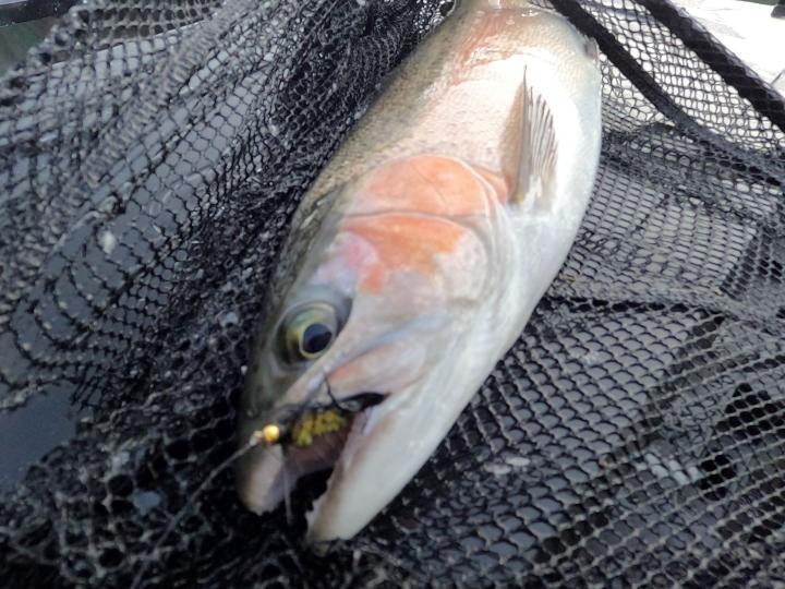 Bead head yellow and black woolly bugger
