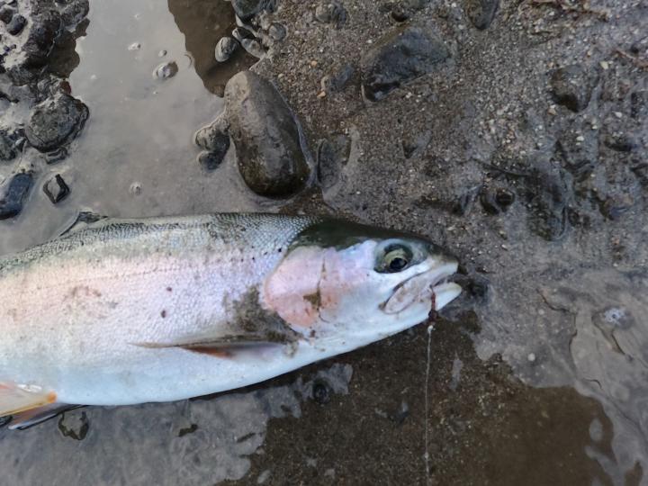 Pheasant tail flashback nymph
