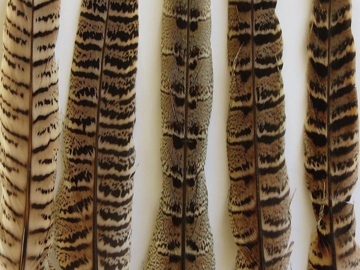 Beige Pheasant Tail Feathers Closeup