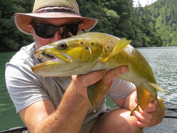 Brown Trout on a Bead Head Olive Woolly Bugger