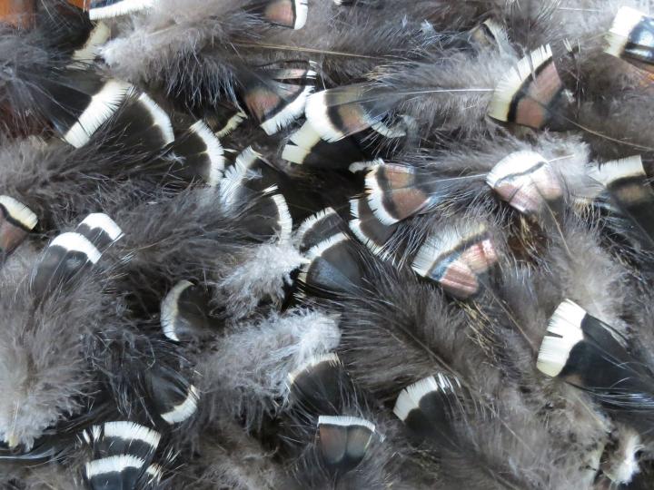 Black and Paua Feathers Bulk