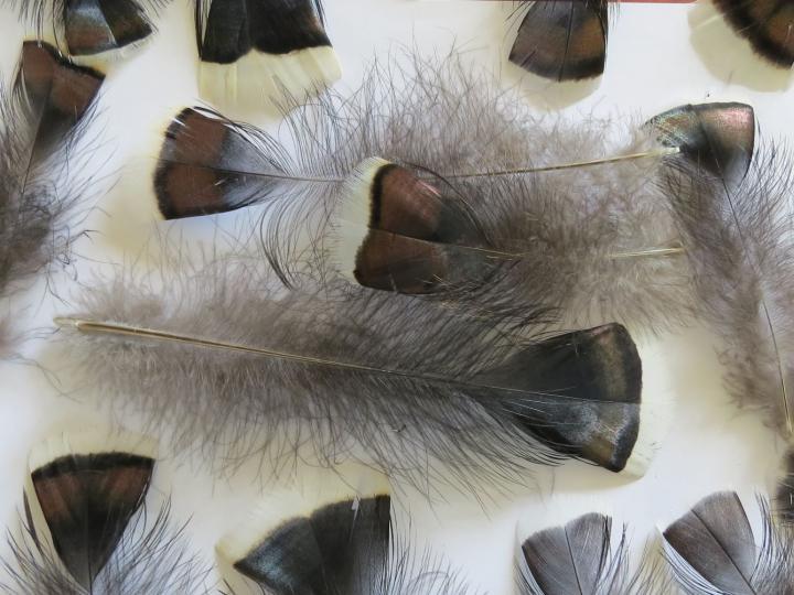 Black and Paua Feathers Closeup