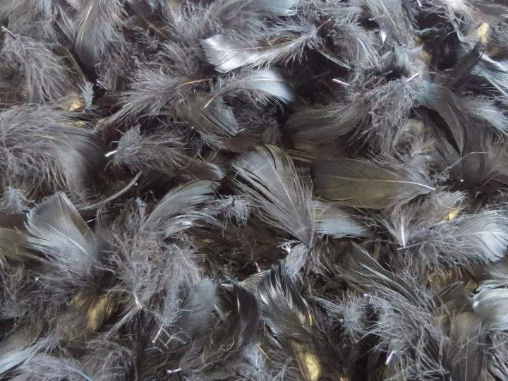 Black Loose Feathers Bulk