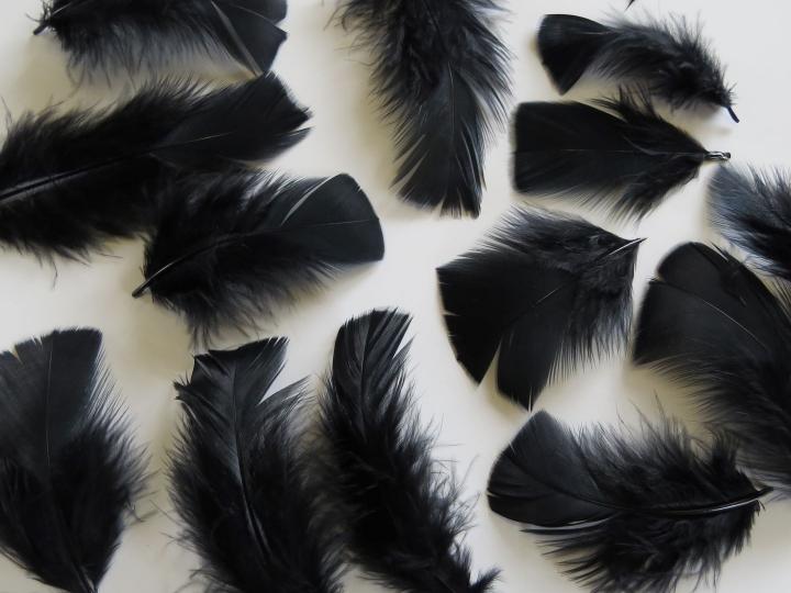 Black Turkey Plumage Closeup