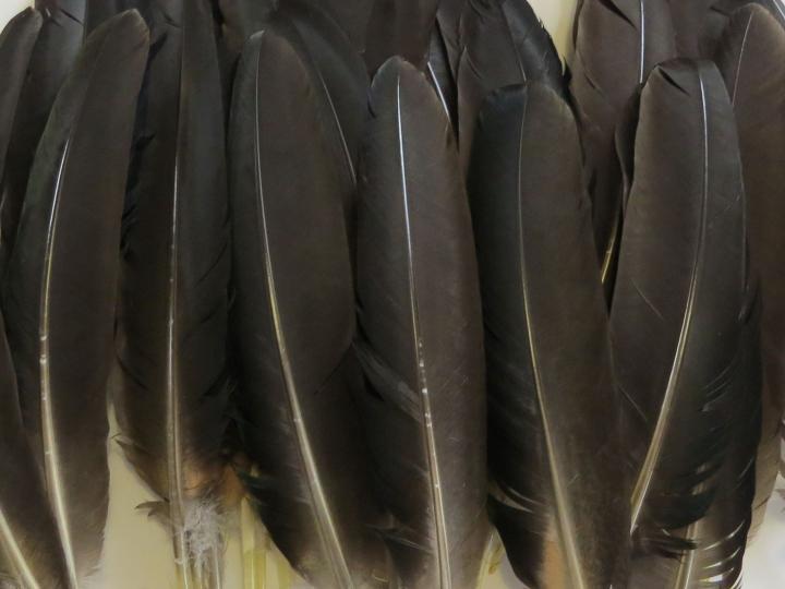 Black Wing Quills Bulk