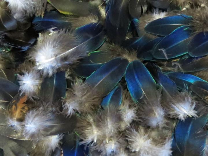 Blue Wing Feathers Bulk