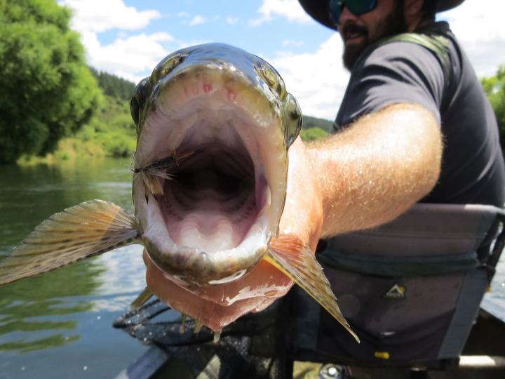 Bow on a Grey Wulff Dry Fly