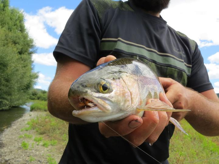 Bow on a Royal Wulff Dry Fly
