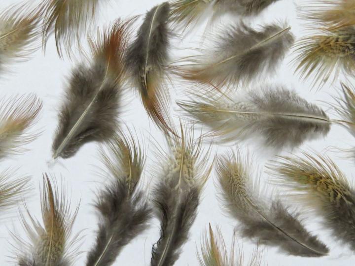 Bronze Feathers Closeup