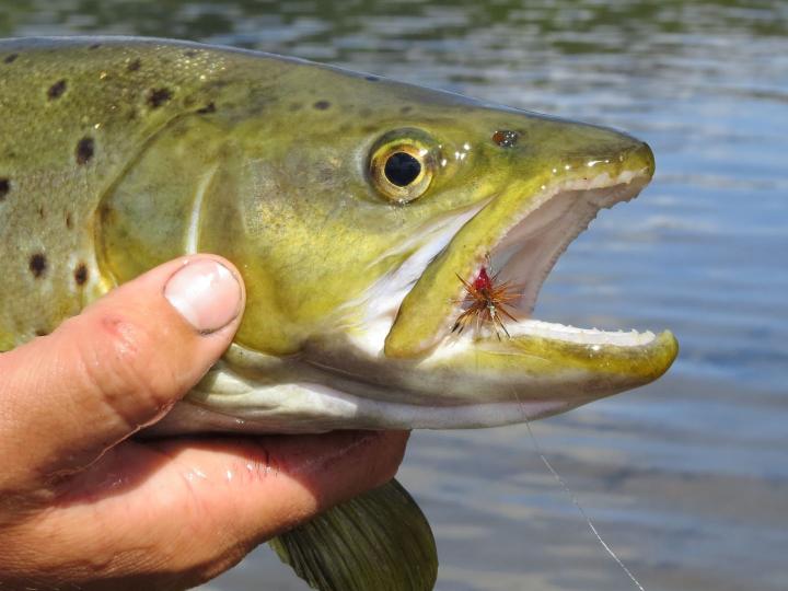 Brown on a Royal Humpy Dry Fly