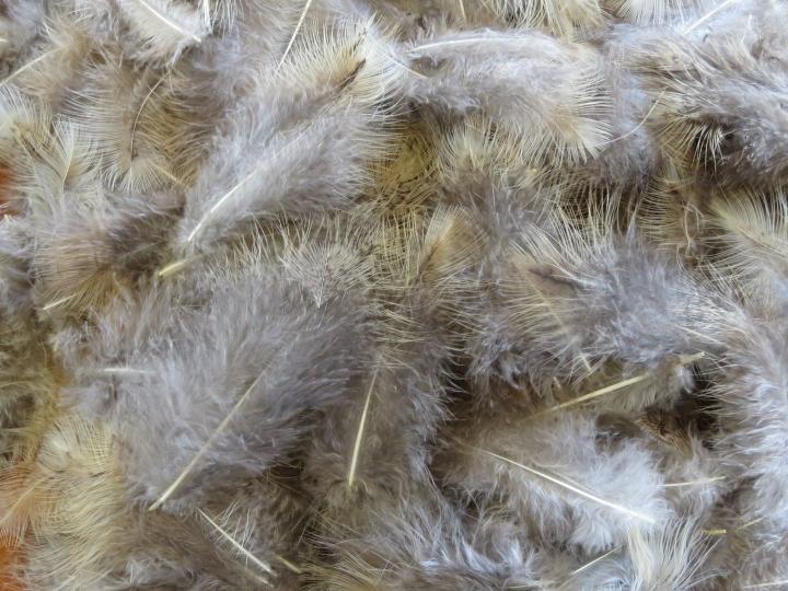 Cafe Au Lait Feathers Bulk