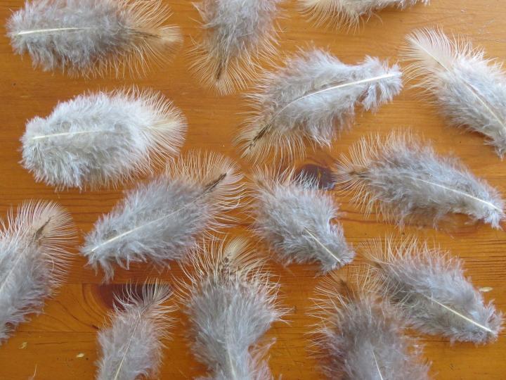 Cafe Au Lait Feathers Closeup