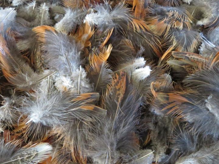 Chestnut Brown Feathers Bulk