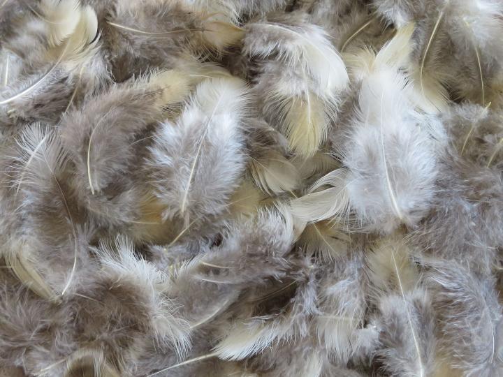 Cream Feathers Bulk