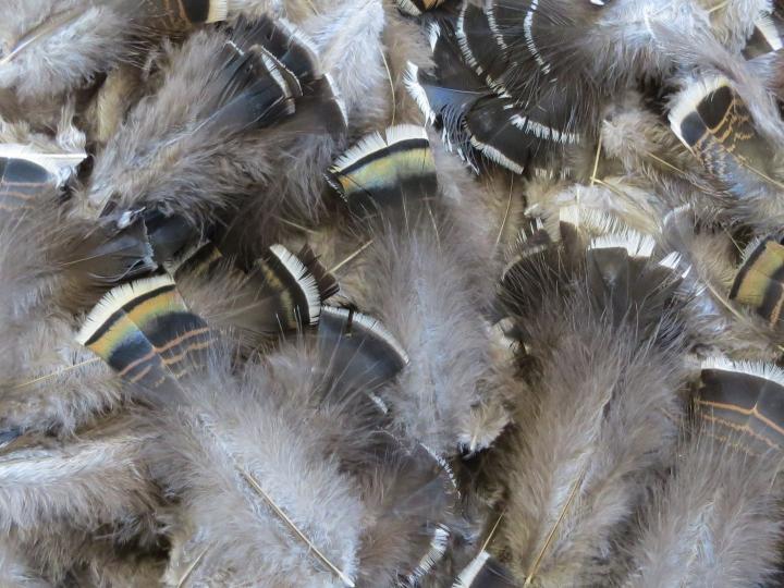 Dark Square Tipped Feathers Bulk