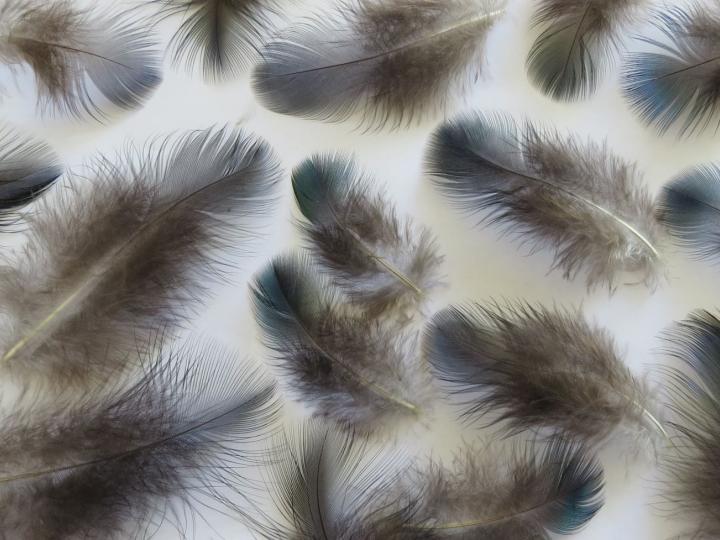 Emerald Green Feathers Closeup