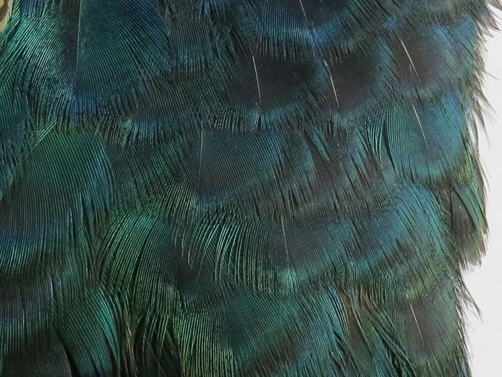 Emerald Green Feathers Layered