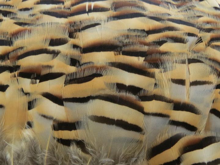 Golden Pheasant Banded Feathers Bulk