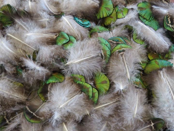 Green and Gold Shell Feathers Bulk