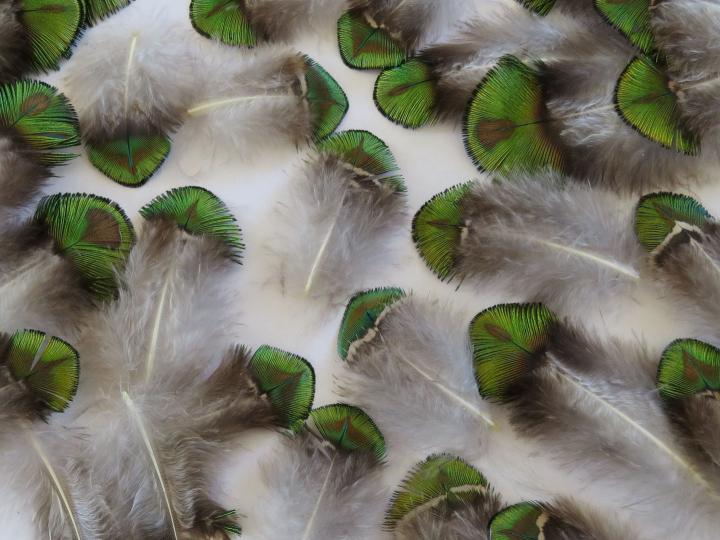 Green and Gold Shell Feathers Closeup