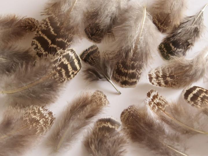 Grey-Brown-with-Hints-of-Green-Loose-Feathers-Closeup