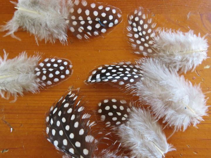 Guinea Fowl Mixed Feathers Closeup