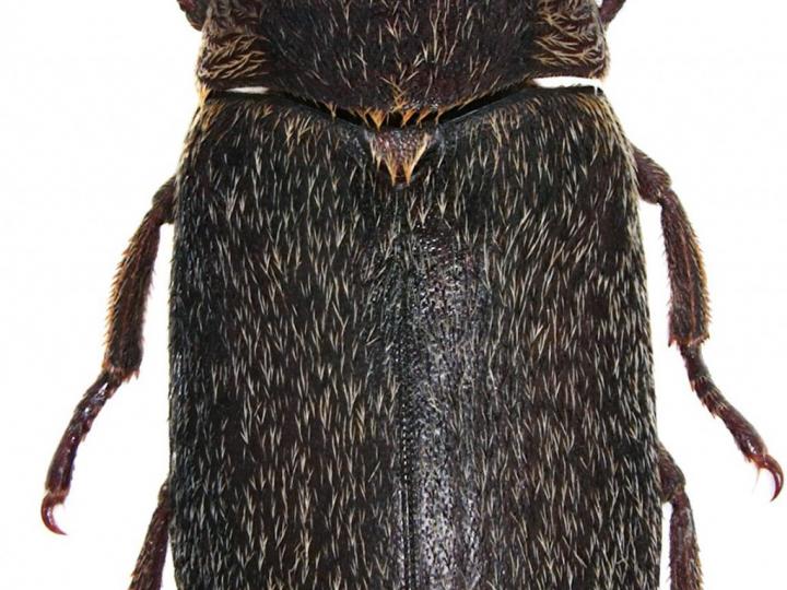 Deremestes (Hide Beetle)