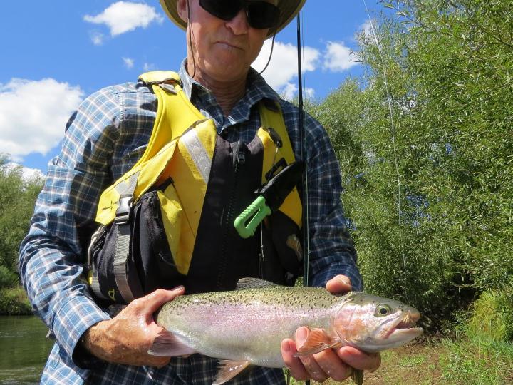 Another Rainbow on an Elk Hair Caddis Dry Fly