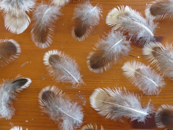Natural White Tip Feathers Closeup